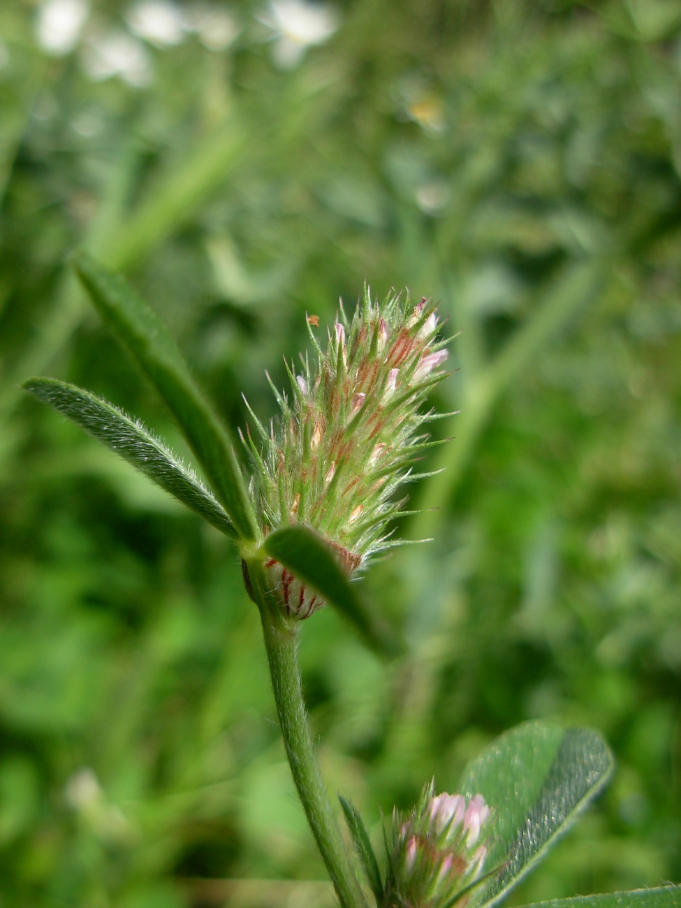 Trifolium striatum subsp. tenuiflorum (Ten.) Arcang.